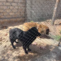 جرمن شولاین اصل