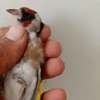 15عدد سره نرپایزه|پرنده|ملایر, |دیوار