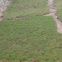 سبزی عید عمده فروشی|گل و گیاه طبیعی|پاکدشت, پارچین|دیوار