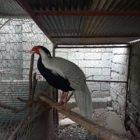فروش مرغ وخروس  لوندر  سیلور