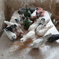 کبوتر فروش فوری یک جا همه باهم