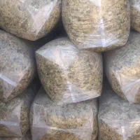 فروش سیلو ذرت علوفه ای