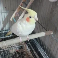 یک جفت عروس مولد|پرنده|تهران, تهران‌ویلا|دیوار