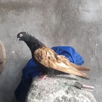 کبوتر افغانی|پرنده|بهبهان, |دیوار