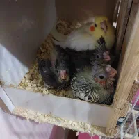 جوجه عروس هلندی