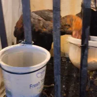 دو عدد جوجه لاری