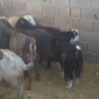 ۱۱راس بزجوان آبستن سه ماهه جفتی ۱۶۰۰۰۰۰۰