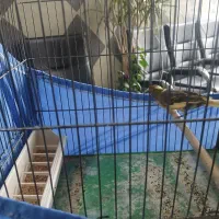 قناری نر مست بخوان