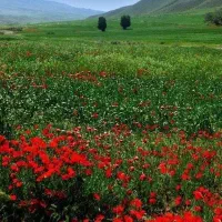 نیازمند مشاور