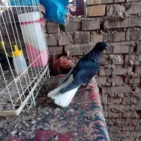 کبوتر دمسفید