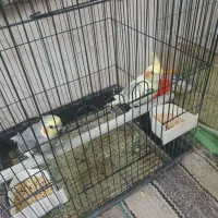 مرغ عروس|پرنده|کویرات, |دیوار