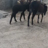 الاغ ماده با کره نر|حیوانات مزرعه|فیروزآباد (لرستان), |دیوار