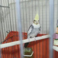 عروس هلندی همراه با وسایل کامل|پرنده|تهران, هفده شهریور|دیوار