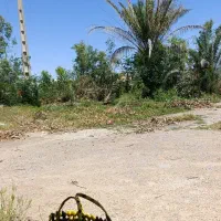 نهال  درخت خرما