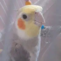 عروس هلندی نر و ماده