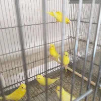 مرغ عشق هلندی اسپانگل|پرنده|جهرم, |دیوار
