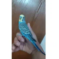 مرغ عشق نر بالغ آماده جفت دستی رنگ خاص کشیده درشت