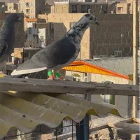 کبوتر|پرنده|قزوین, |دیوار