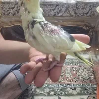 جوجه عروس هلندی