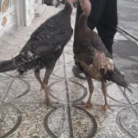 بقلمو|حیوانات مزرعه|محمدشهر, شهرک پیام (مهرالبرز)|دیوار