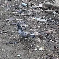 کبوتر سرور جوان|پرنده|ساری, |دیوار