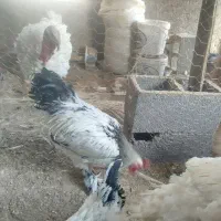 تخم  مرغ نطفه دار .خروس برهما .  ابخوری و دانخوری|حیوانات مزرعه|کرمانشاه, |دیوار