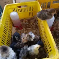 جوجه گلپایگانی یک ماهه سالم