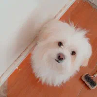 سگ ماده شیتزو|سگ|تربت جام, شهرک آزادگان|دیوار