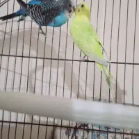 یک جفت مرغ عشق مولد و یک عدد عروس هلندی نر|پرنده|بندر ماهشهر, |دیوار