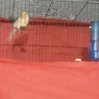 قناری موزاییکی مست