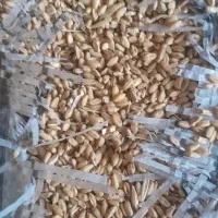 گندم برای دام