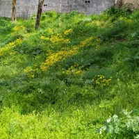 ویلا ییلاقی بازسازی شده منطقه جنگلی خوشآبوهوا|فروش خانه و ویلا|فریم, |دیوار