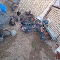 حیوانات خانگی