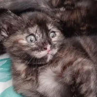 واگذاری رایگان گربه