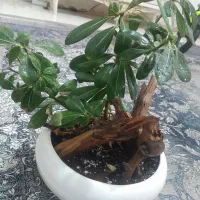 گل بنسای میخک|گل و گیاه طبیعی|مشهد, سپاد|دیوار