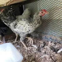 جوجه کوشین و یک جفت لهستانی|حیوانات مزرعه|تربت جام, حافظ|دیوار