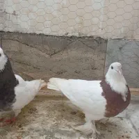 کبوتر|پرنده|گلبهار, شهر جدید گلبهار|دیوار