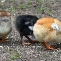 جوجه تخم گذار گلپایگانی و محلی وکاکلی