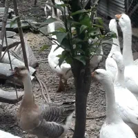 فروش تعدادی قوغاز و خروس