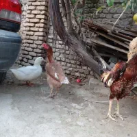 تخم لاری|حیوانات مزرعه|گرگان, |دیوار