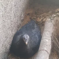 بوقلمون ماده کرک