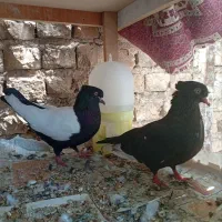 کفتر سینه