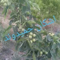 نهالستان (اشکان حمیدوند)|خدمات باغبانی و درختکاری|نهاوند, |دیوار