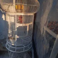 قفس بزرگ ارتفاع 1/80 در عرض 70