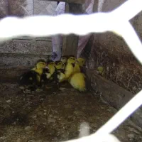 اردک اسرائیلی