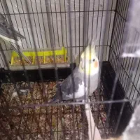 عروس هلندی گل باقالی|پرنده|رشت, رودباری|دیوار