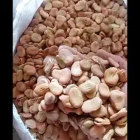 تیم باقلا با بهترین کیفیت و کاشتن هفت بند  هشت بند|عمده‌فروشی|چرام, |دیوار