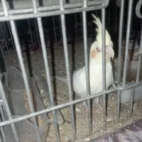 طوطی عروس هلندی مولد با جوجه|پرنده|کرج, شهرک سهرابیه|دیوار