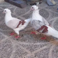 ماده زاغ دم سفید نر پلنگ ماده کله‌ی|پرنده|دورود, |دیوار