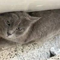 گربه اسکاتیش بریتیش هیمالین پرشین